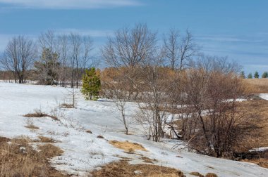 Erken bahar tahıl sakalı biçilmiş eski kar, w dereleri