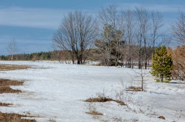 Erken bahar tahıl sakalı biçilmiş eski kar, w dereleri