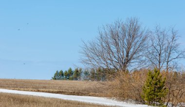 Erken bahar tahıl sakalı biçilmiş eski kar, w dereleri