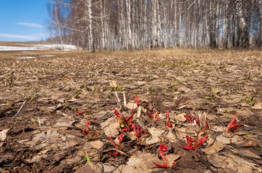 İlkbaharda çimen filizlenir, eski huş ağaçları karla kaplanır.