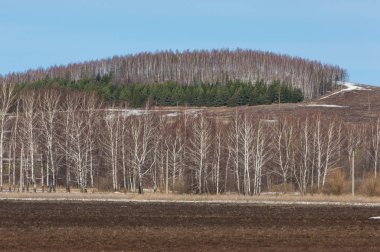 İlkbaharın başlarında tarla sürüldü, tepeler ormanla kaplandı, ağaçlar...