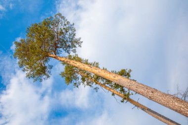 yerden yukarı gördün mü ormandaki çam