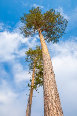 yerden yukarı gördün mü ormandaki çam