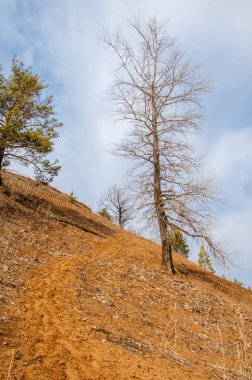 Erken bahar dik uçurumu