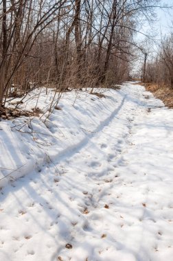 İlkbaharın başlarında ormandaki köy yolu.