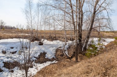 Sığ vadi, eski kar, ilkbaharın başları, huş ağacı ve çam ağacı, sen