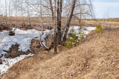 Sığ vadi, eski kar, ilkbaharın başları, huş ağacı ve çam ağacı, sen