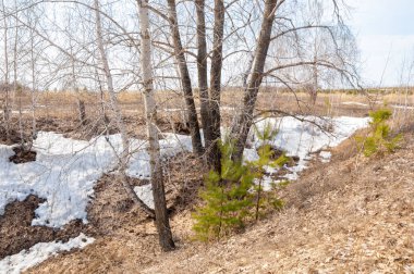 Sığ vadi, eski kar, ilkbaharın başları, huş ağacı ve çam ağacı, sen
