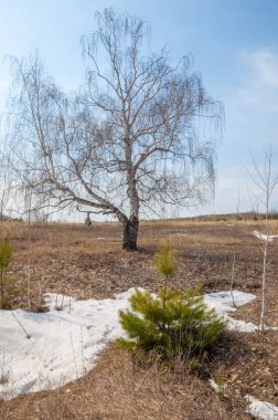 Sığ vadi, eski kar, ilkbaharın başları, huş ağacı ve çam ağacı, sen
