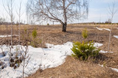 Sığ vadi, eski kar, ilkbaharın başları, huş ağacı ve çam ağacı, sen