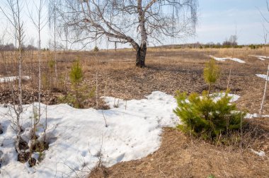 Sığ vadi, eski kar, ilkbaharın başları, huş ağacı ve çam ağacı, sen