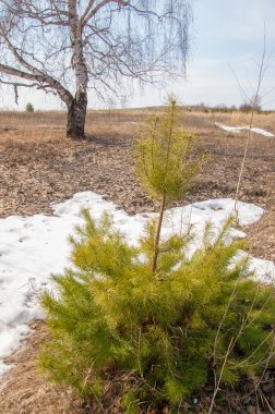 Sığ vadi, eski kar, ilkbaharın başları, huş ağacı ve çam ağacı, sen