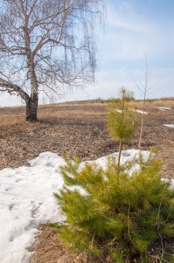 Sığ vadi, eski kar, ilkbaharın başları, huş ağacı ve çam ağacı, sen