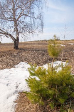 Sığ vadi, eski kar, ilkbaharın başları, huş ağacı ve çam ağacı, sen