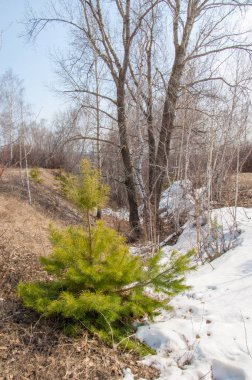 Sığ vadi, eski kar, ilkbaharın başları, huş ağacı ve çam ağacı, sen