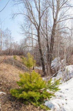 Sığ vadi, eski kar, ilkbaharın başları, huş ağacı ve çam ağacı, sen