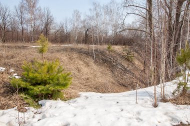 Sığ vadi, eski kar, ilkbaharın başları, huş ağacı ve çam ağacı, sen