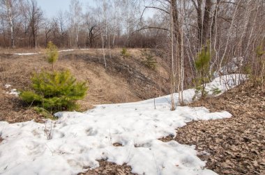 Sığ vadi, eski kar, ilkbaharın başları, huş ağacı ve çam ağacı, sen