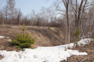 Sığ vadi, eski kar, ilkbaharın başları, huş ağacı ve çam ağacı, sen
