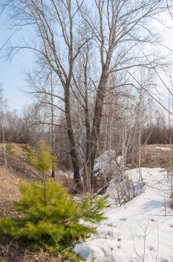 Sığ vadi, eski kar, ilkbaharın başları, huş ağacı ve çam ağacı, sen
