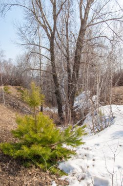 Sığ vadi, eski kar, ilkbaharın başları, huş ağacı ve çam ağacı, sen