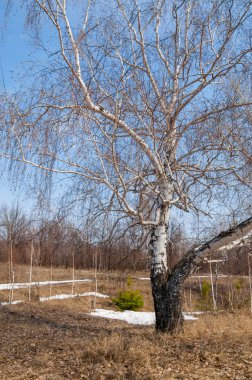 erken ilkbaharda, huş erken baharda, eski kar kalıntıları