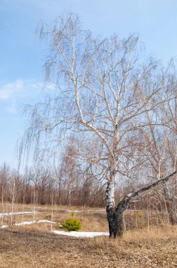 erken ilkbaharda, huş erken baharda, eski kar kalıntıları