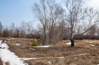 erken ilkbaharda, huş erken baharda, eski kar kalıntıları