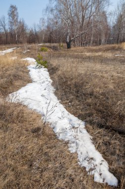 erken ilkbaharda, huş erken baharda, eski kar kalıntıları