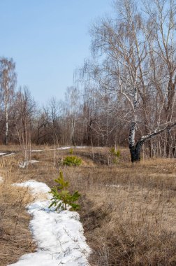 erken ilkbaharda, huş erken baharda, eski kar kalıntıları