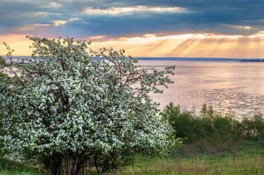 blossoming apple tree on sunset background