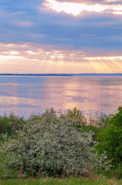 blossoming apple tree on sunset background