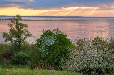blossoming apple tree on sunset background