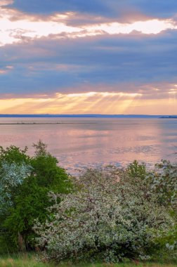 blossoming apple tree on sunset background