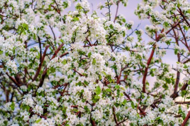 blossoming apple tree on sunset background