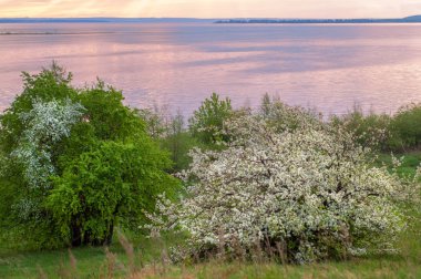blossoming apple tree on sunset background