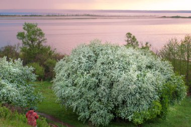 blossoming apple tree on sunset background