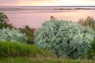 blossoming apple tree on sunset background