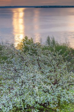 blossoming apple tree on sunset background