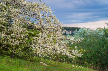 blossoming apple tree on sunset background