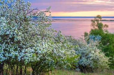 blossoming apple tree on sunset background