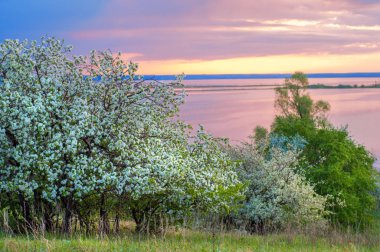 blossoming apple tree on sunset background