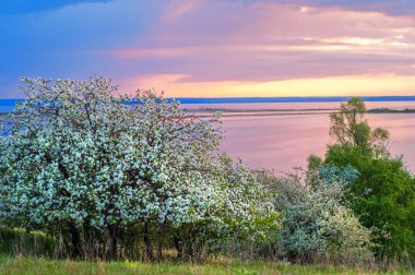 blossoming apple tree on sunset background