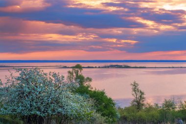 blossoming apple tree on sunset background