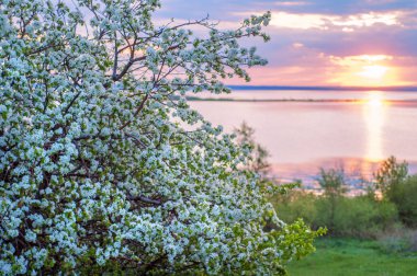 blossoming apple tree on sunset background