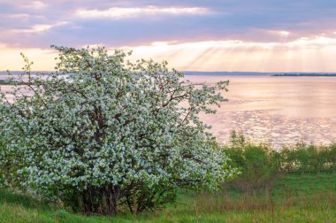blossoming apple tree on sunset background