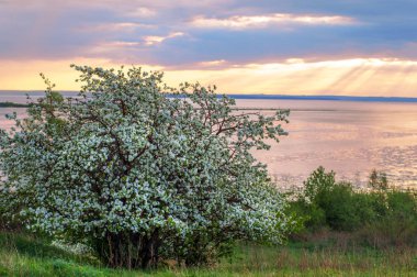 blossoming apple tree on sunset background