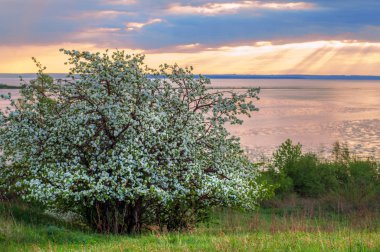 blossoming apple tree on sunset background