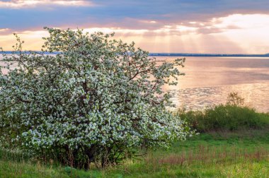 blossoming apple tree on sunset background