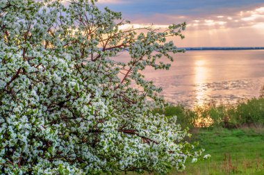 blossoming apple tree on sunset background